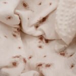 Set Kuscheldecke Kissen |Premium Musselin-Minky|Daisies Zusatzbild-2